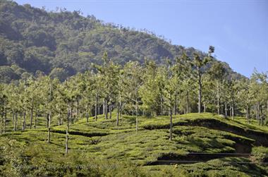 Nilgiri-Blue-Mountain-Train, Mettupalayam - Coonoor_DSC5422_H600